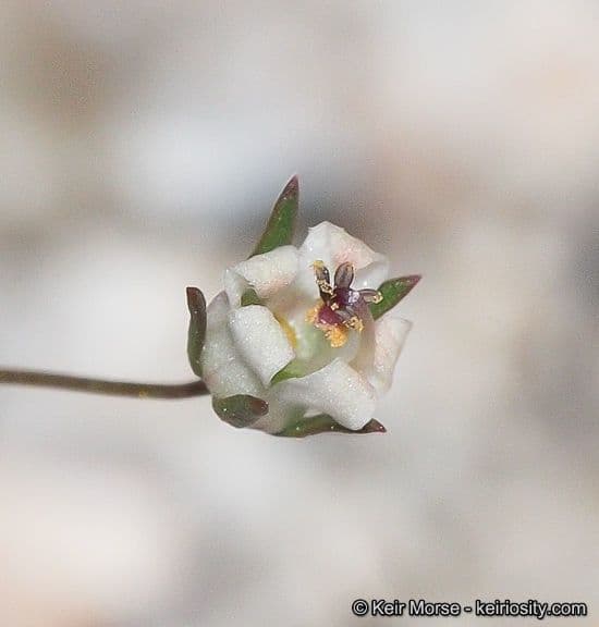 Nemacladus ghiandolifero 4