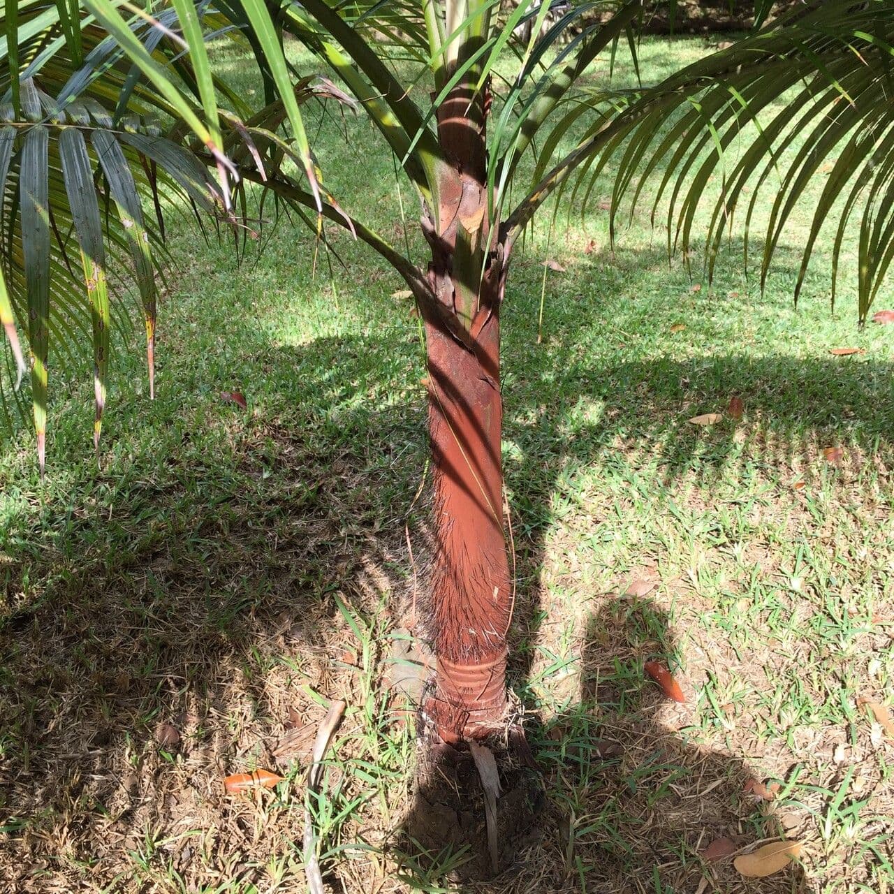 Acanthophoenix 19