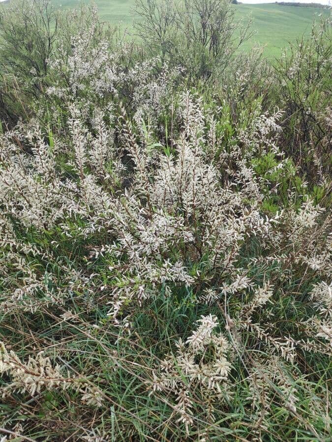 Kanaren-Tamarisk 13
