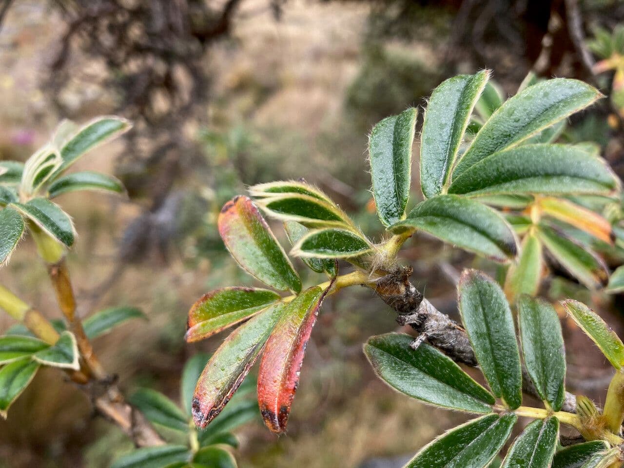 Polylepis sericea 7