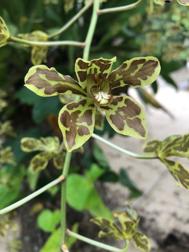 Orchidea Tigre 3