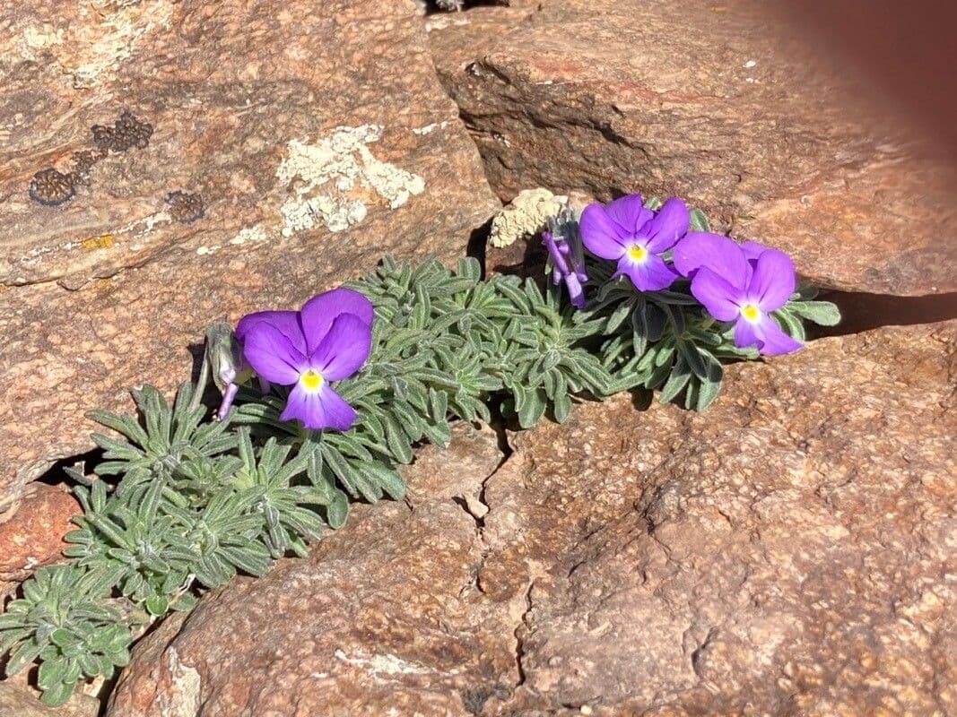 Viola 4