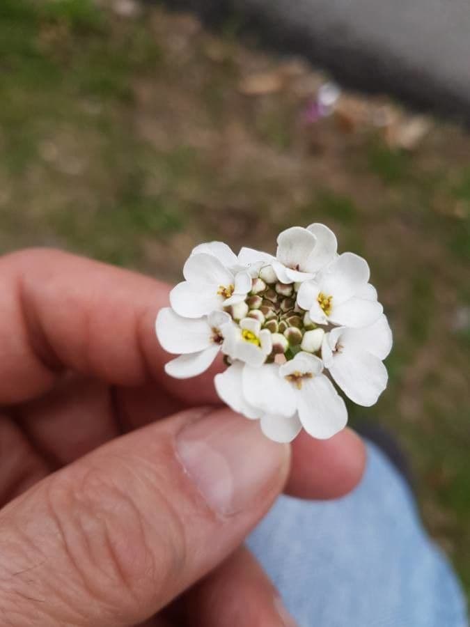 Iberis sempreverde 6