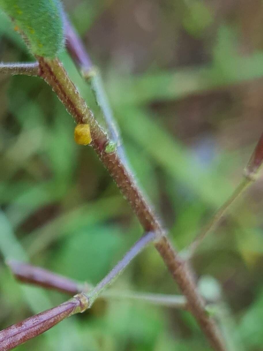 Rucola selvatica 22