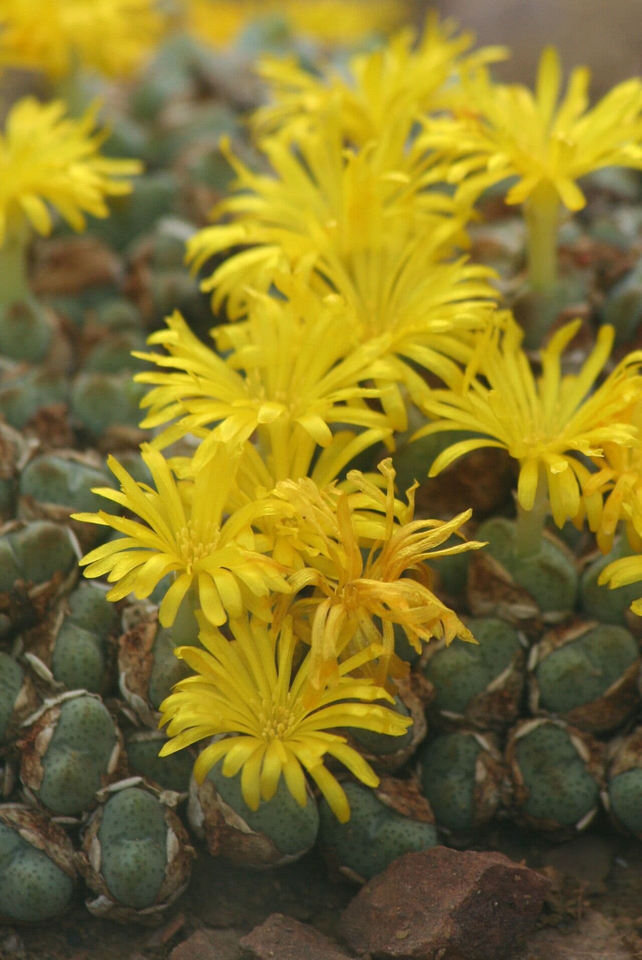 Conophytum 2