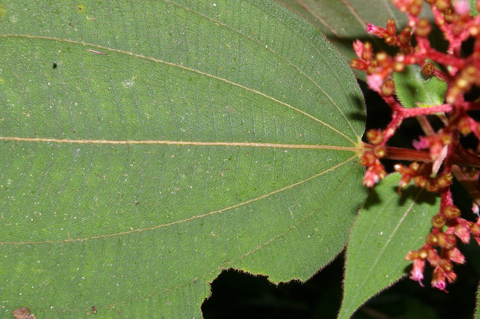 Miconia 2