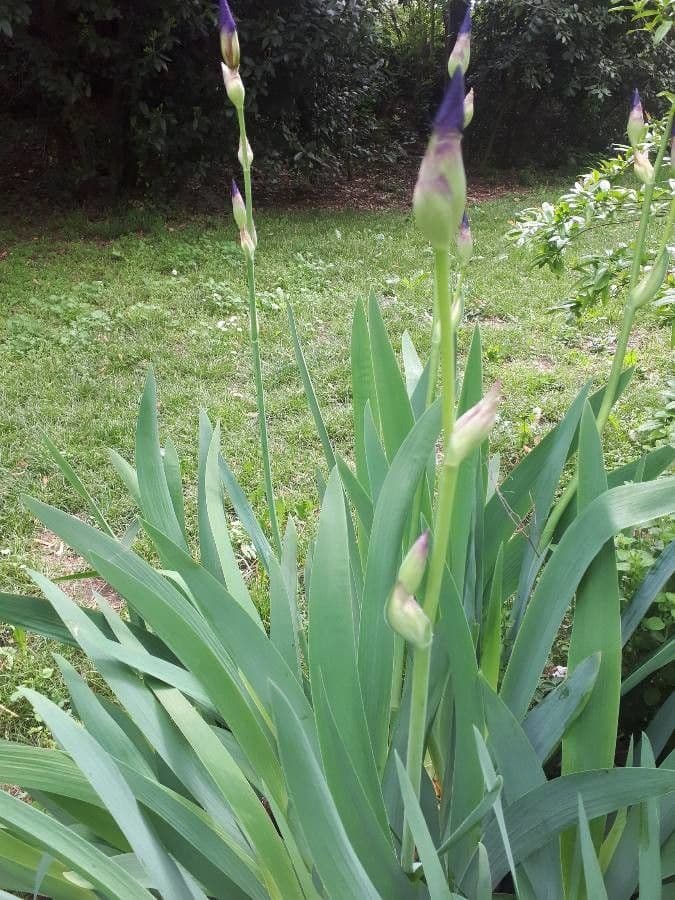 Zwerg-Schwertlilie 17