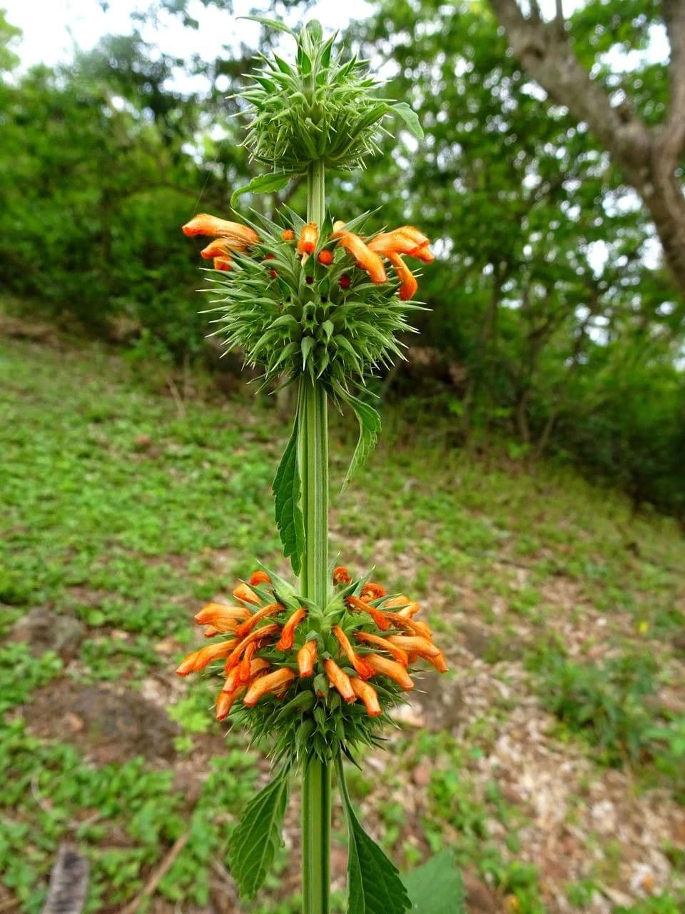 Löwenohr 11