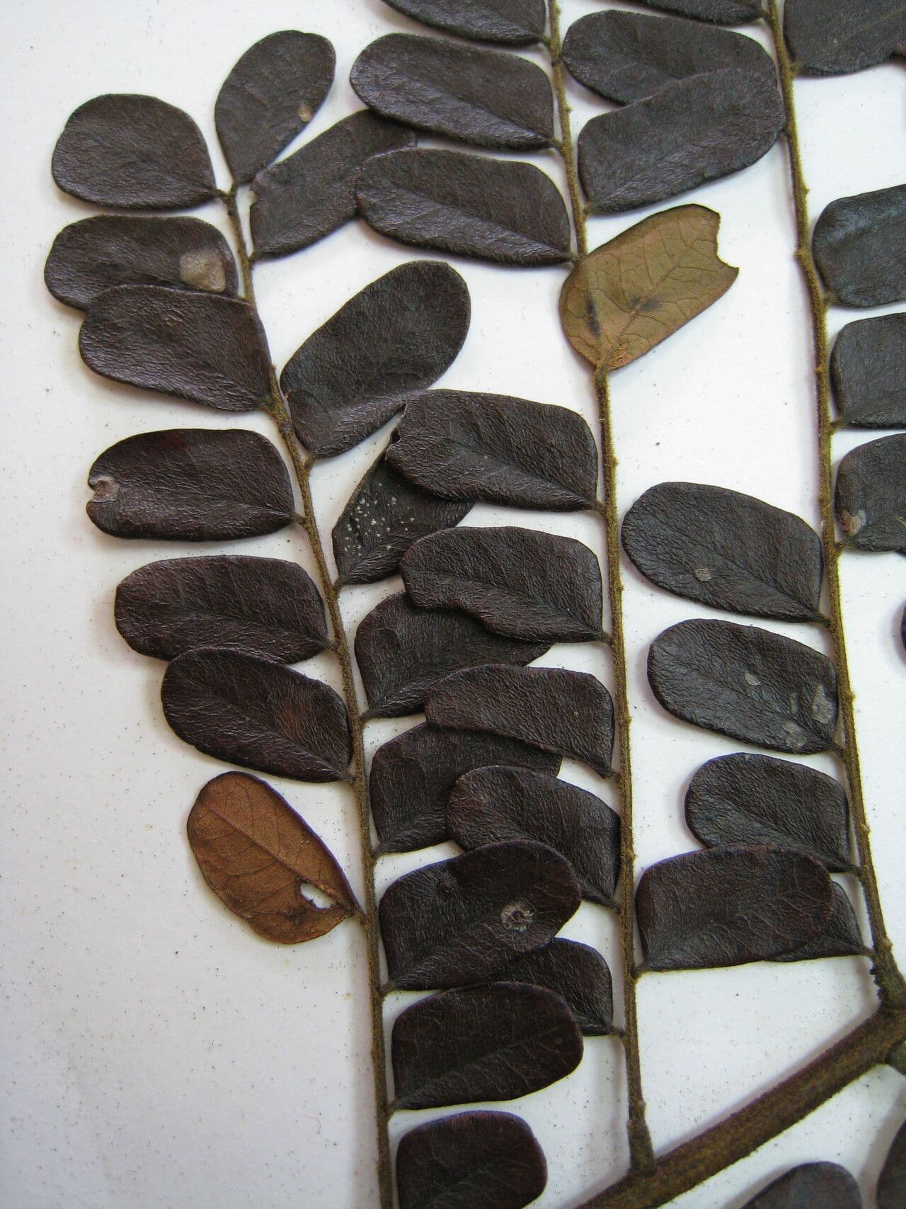 Stryphnodendron 5