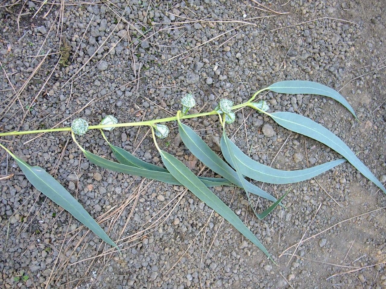 Blauer Eukalyptus 28