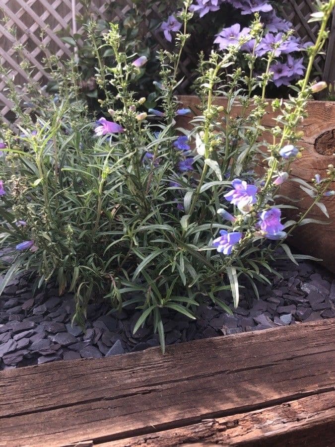 Penstemon eterofillo 14