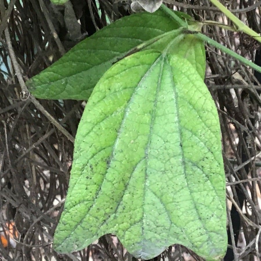 Passiflora