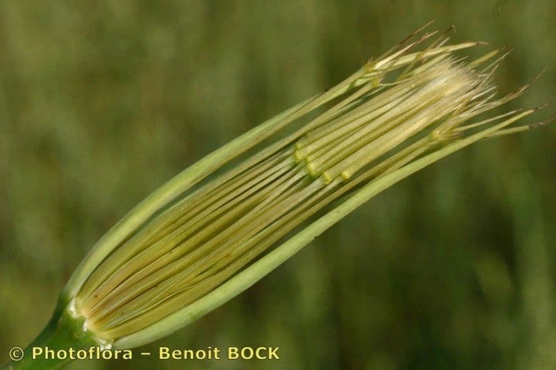 Geropogon hybridus 25