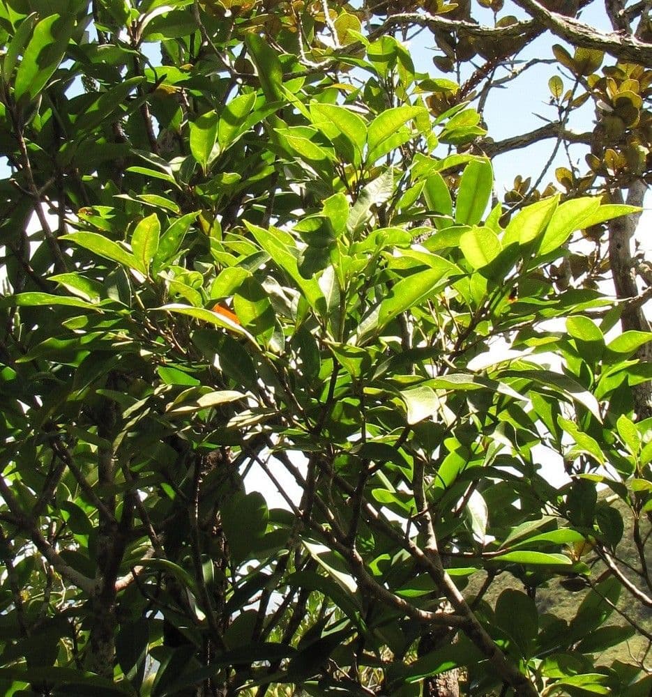 Guioa