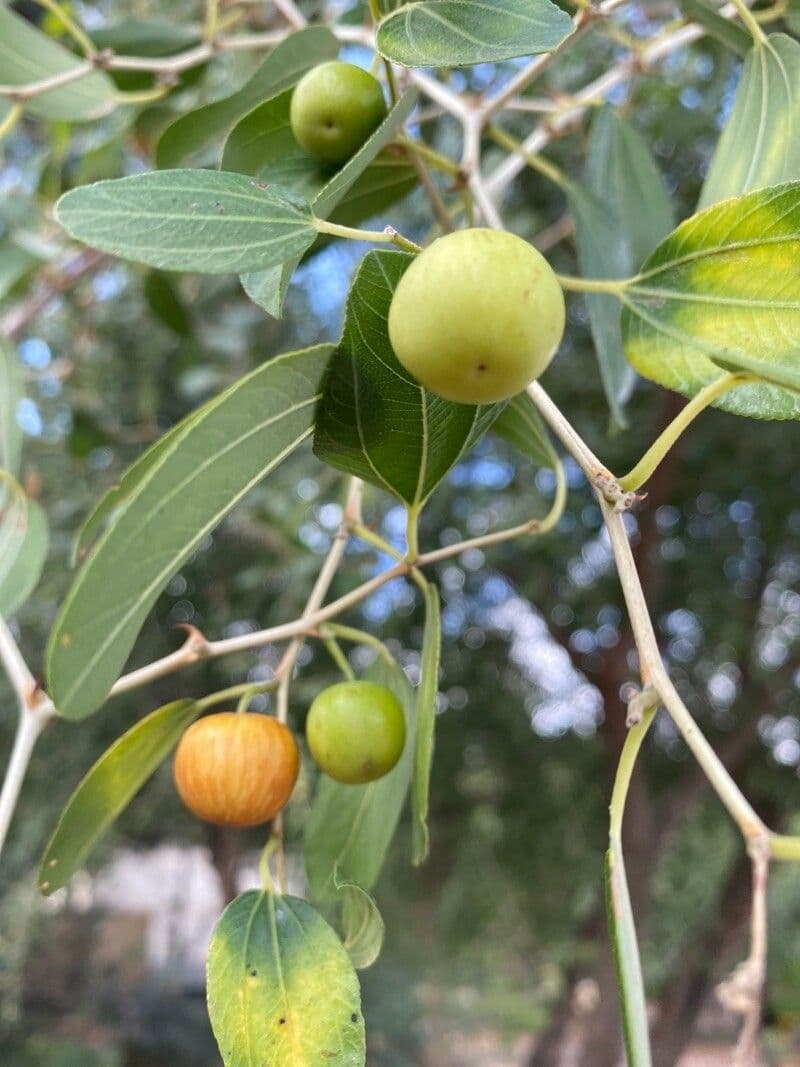 Cicimek 5