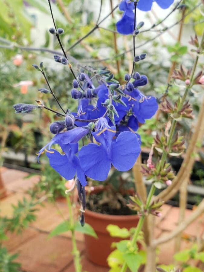 Salvia