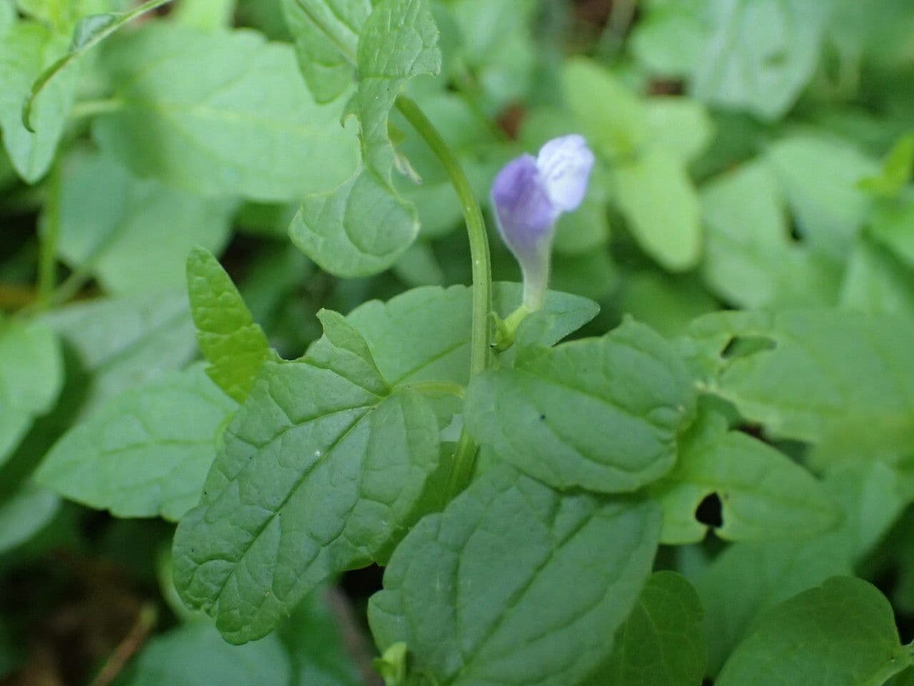 Scutellaria comune 16