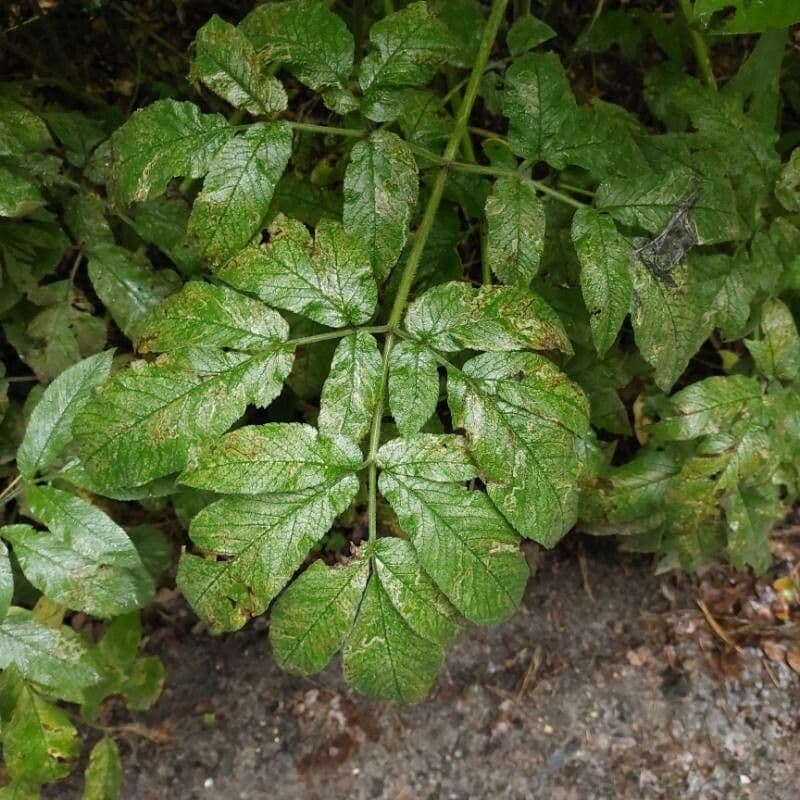 Cerfoglio aromatico 15