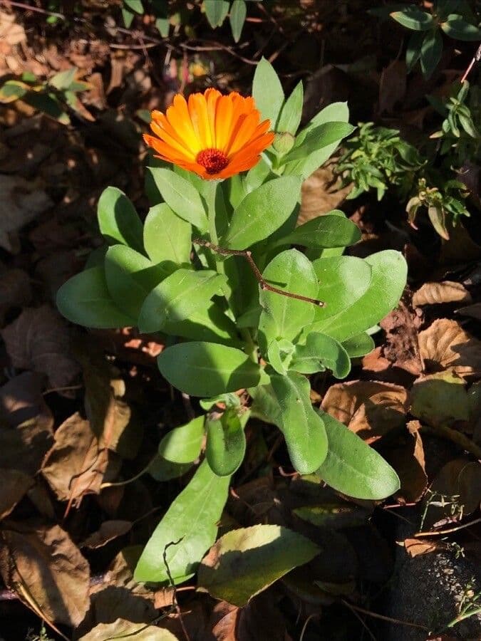 Calendula 15