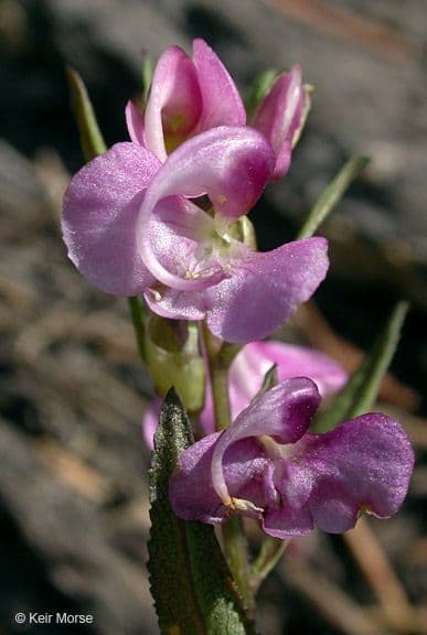 Pediculare a grappoli 7