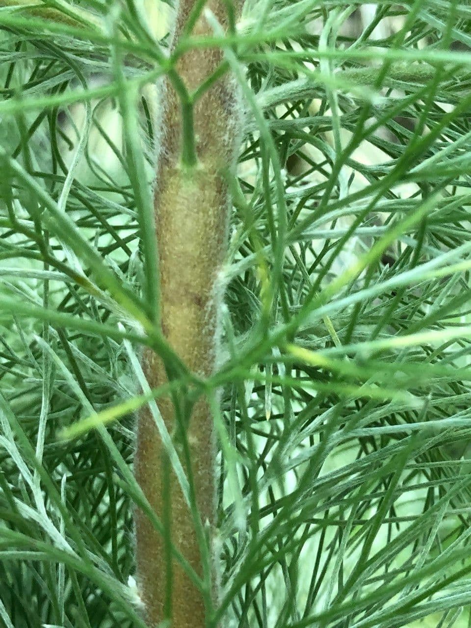 Adenanthos 20