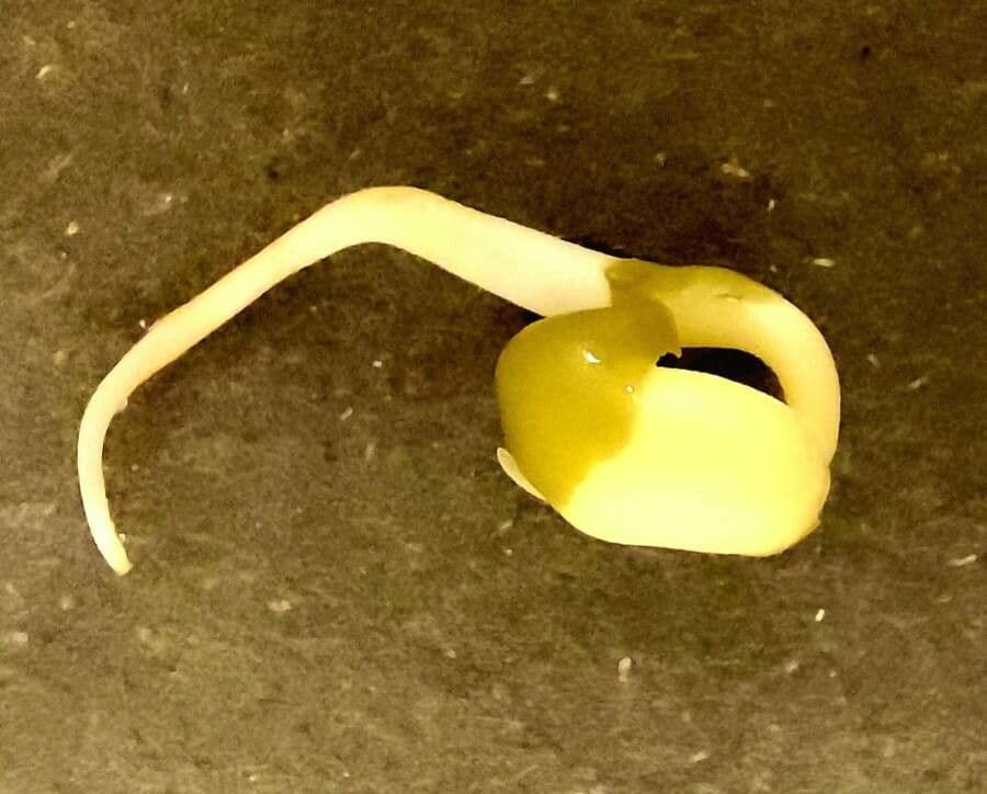 Mungbohne 19