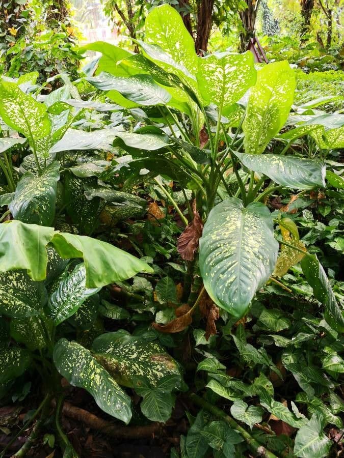 Dieffenbachia 10