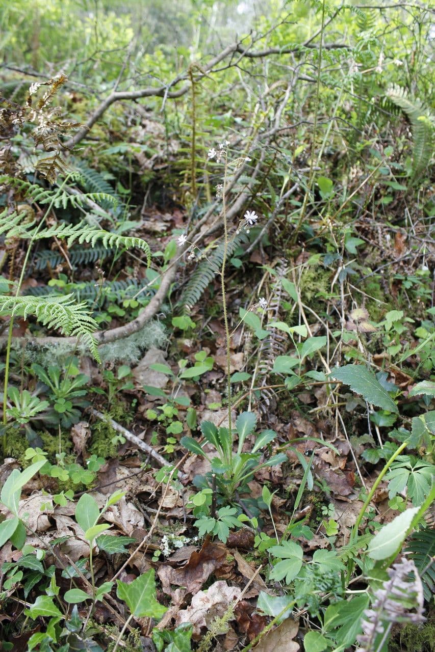 Sassifraga spatolata 6