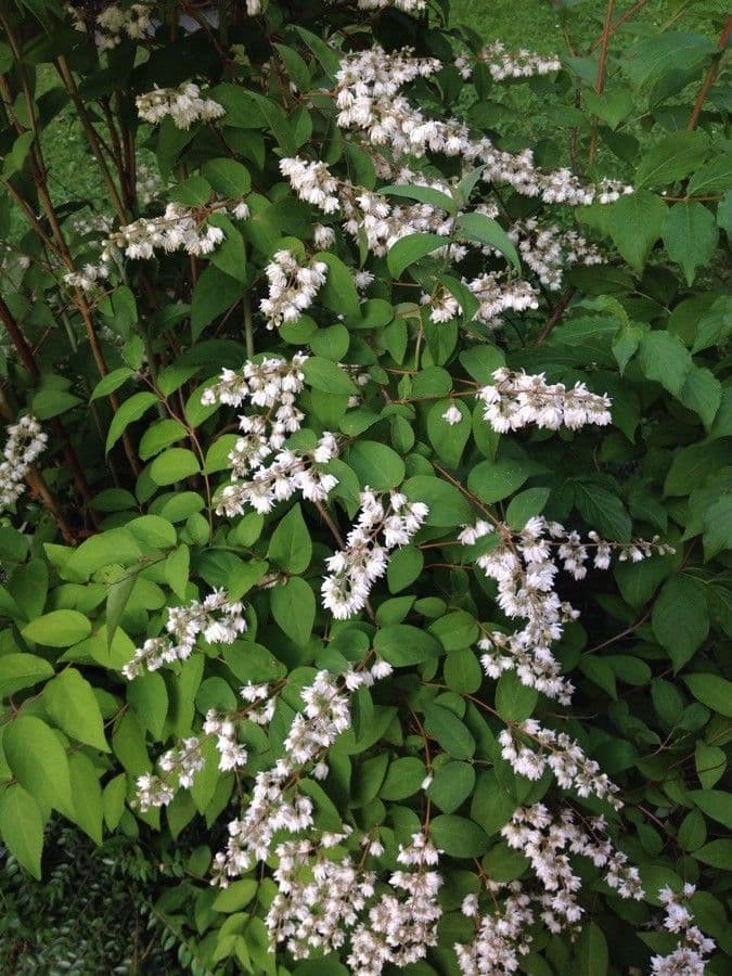 Deutzia scabra 15