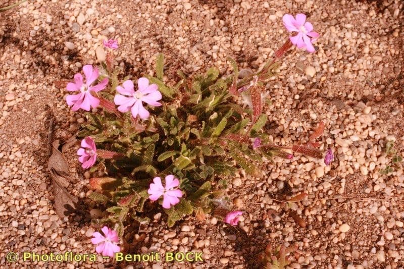Silene littorea 21