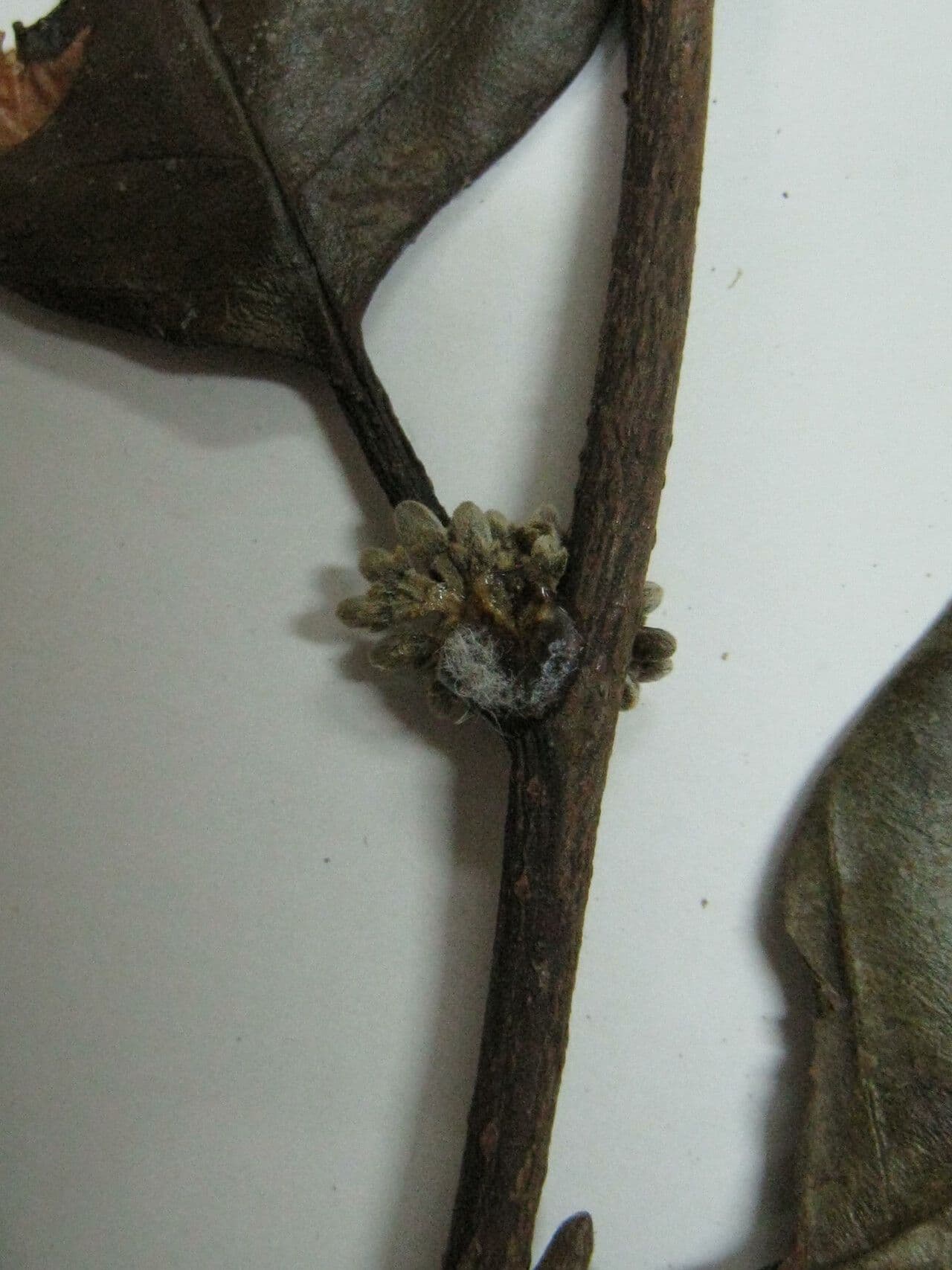 Emmotum 12