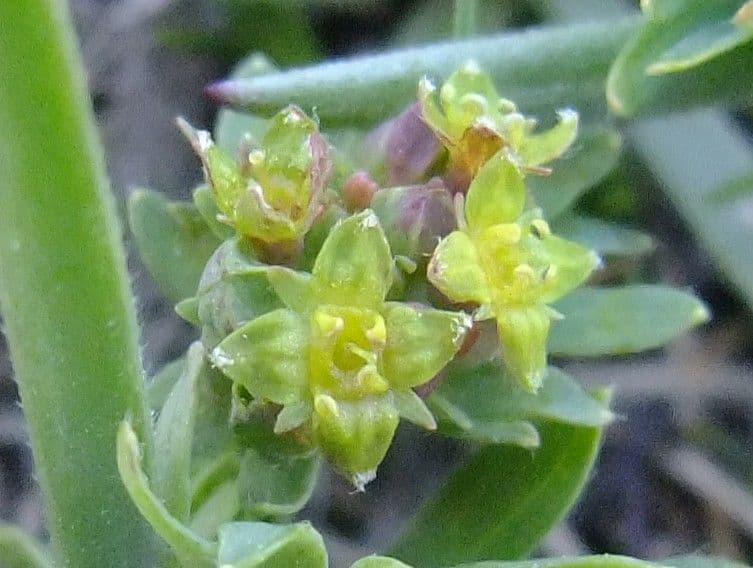 Alchemilla pentafilla 5