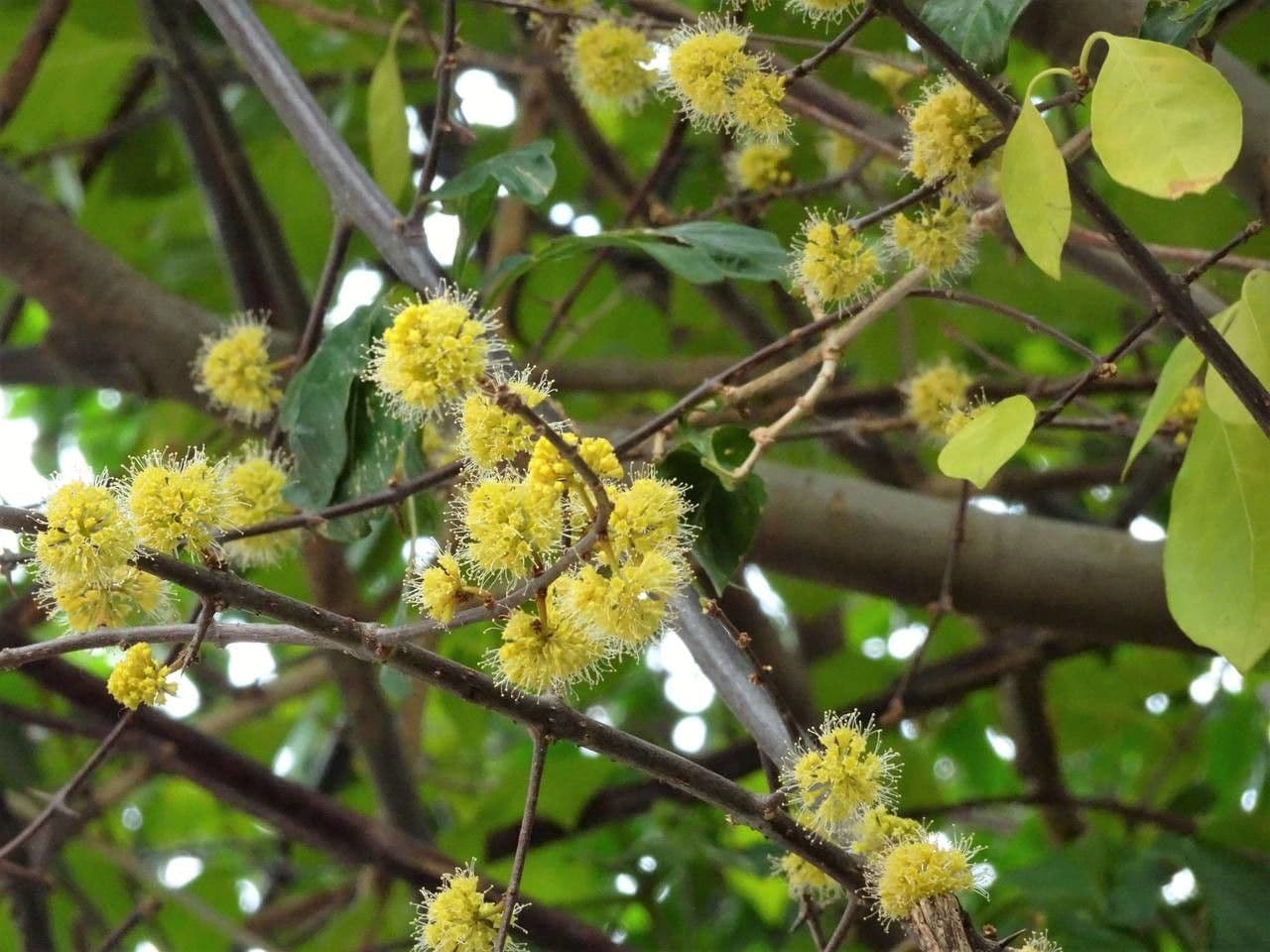 Pisonia 10
