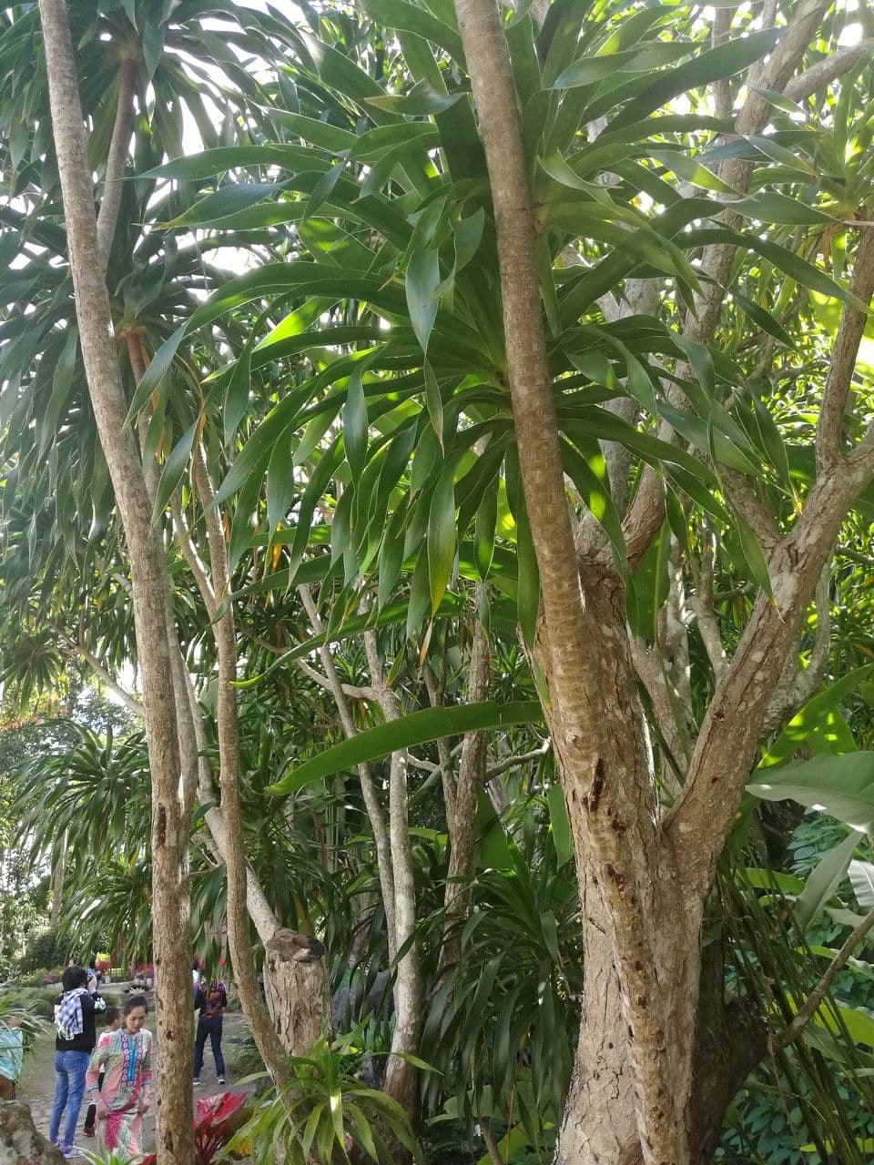 Dracena 4