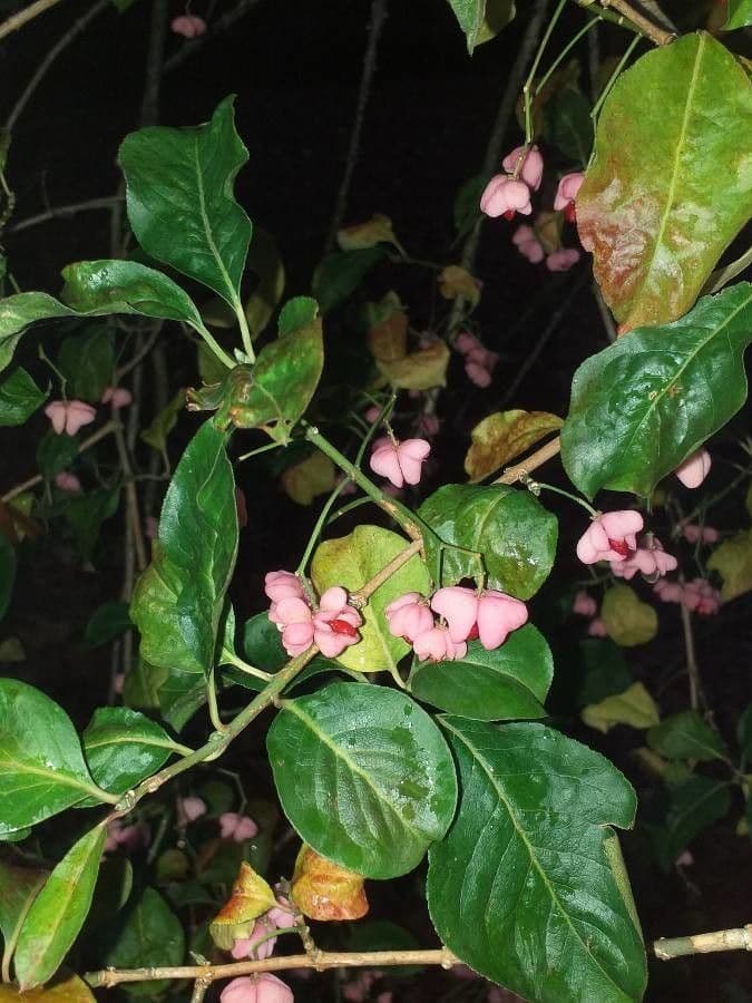 Euonymus maackii 15