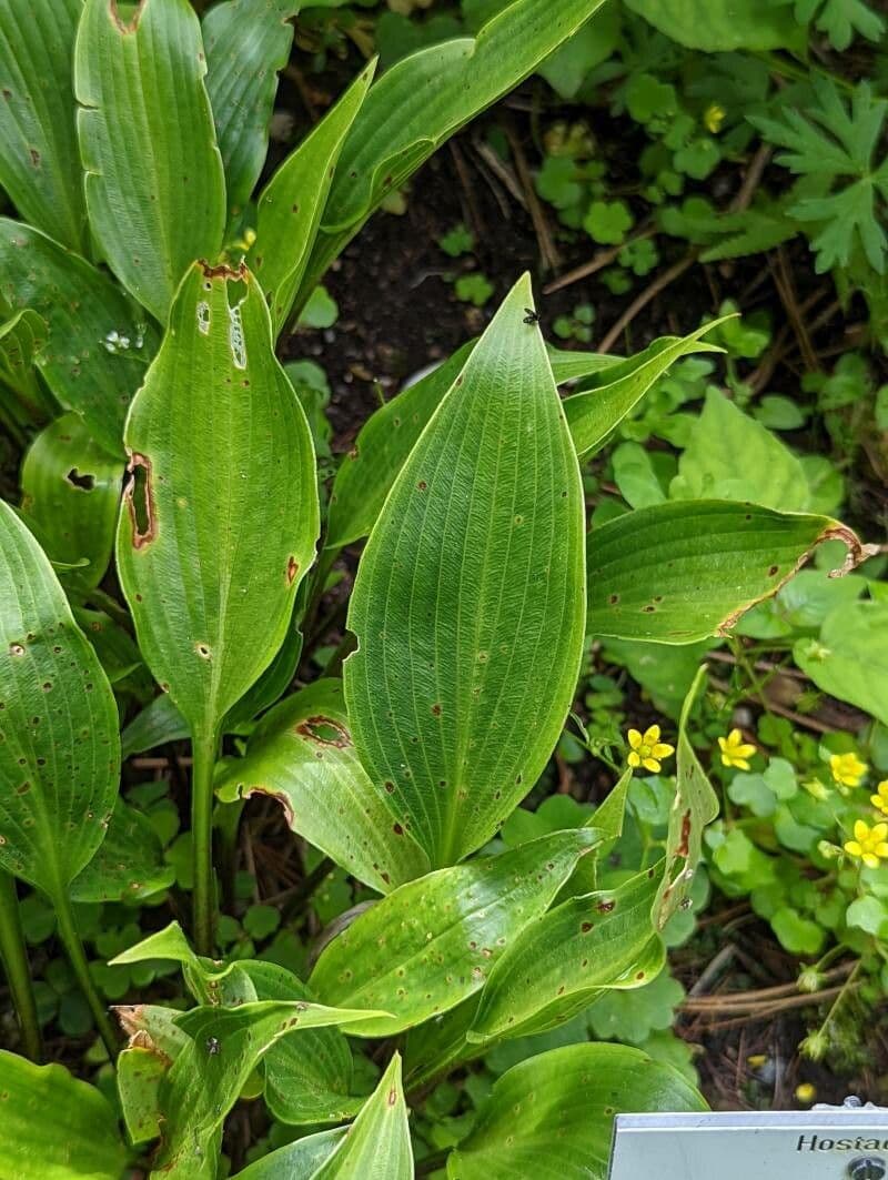 Hosta 13