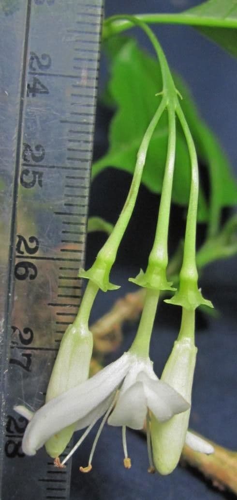 Aegiphila 5