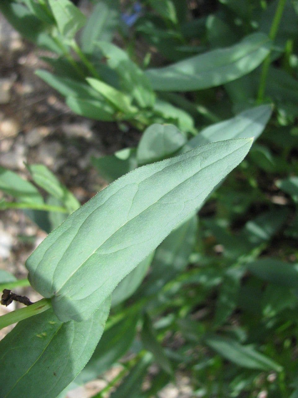 Mertensia ciliata 14