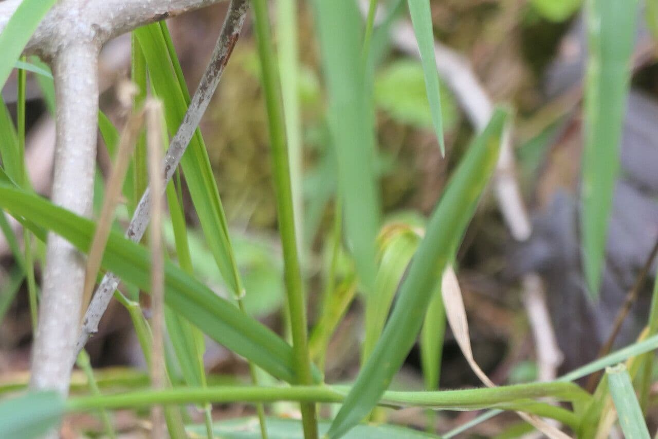 Elymus glaucus 12