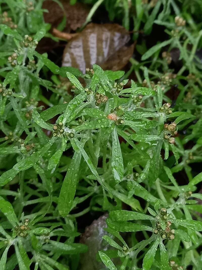 Gnaphalium 19