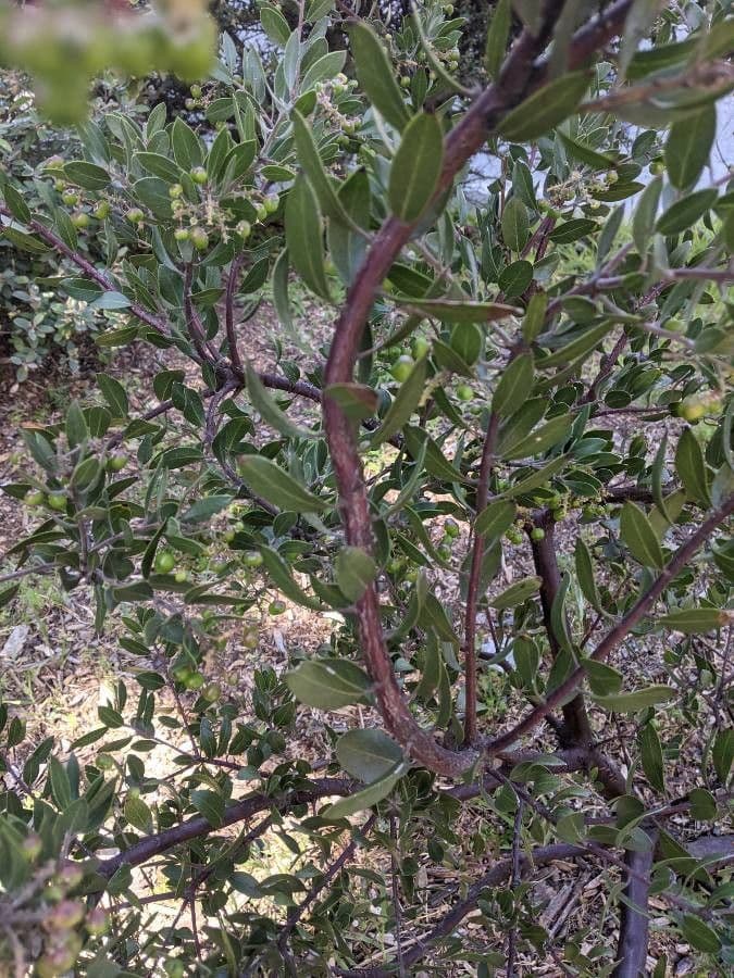 Manzanita 22