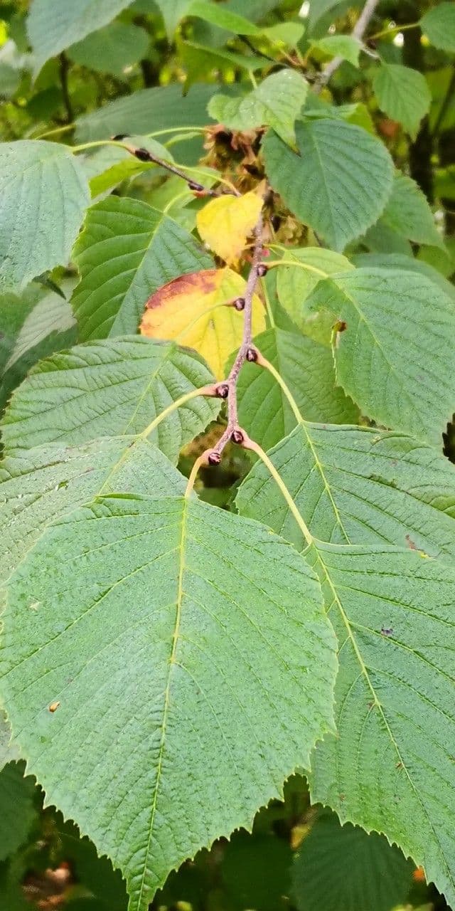 Euptelea polyandra 7
