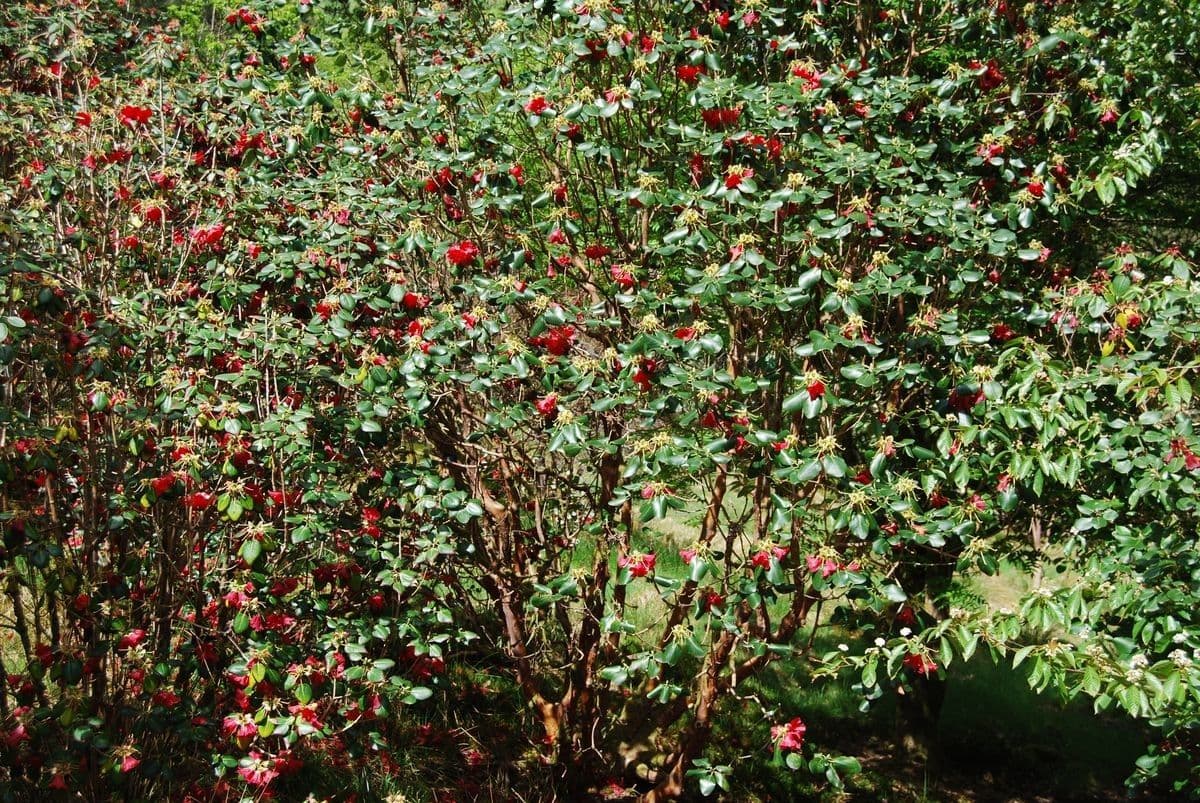 Rododendro 12