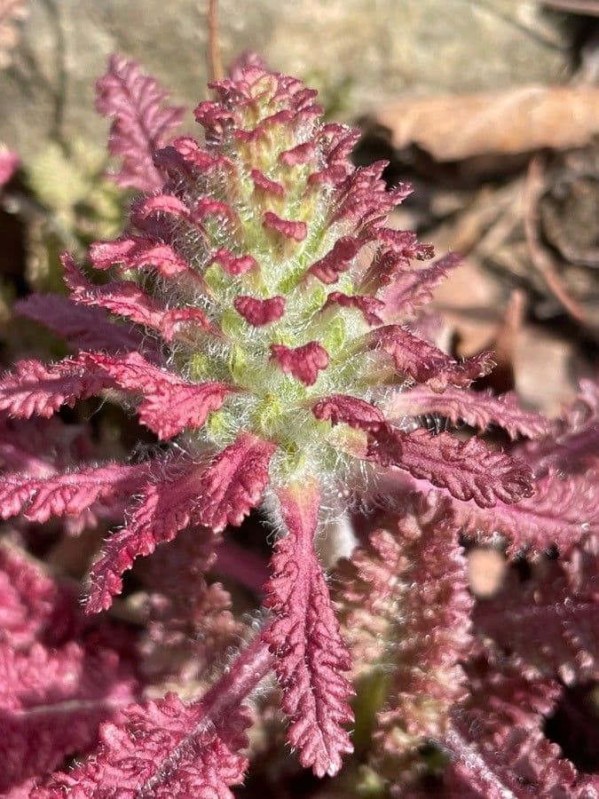 Pedicularis canadensis 6