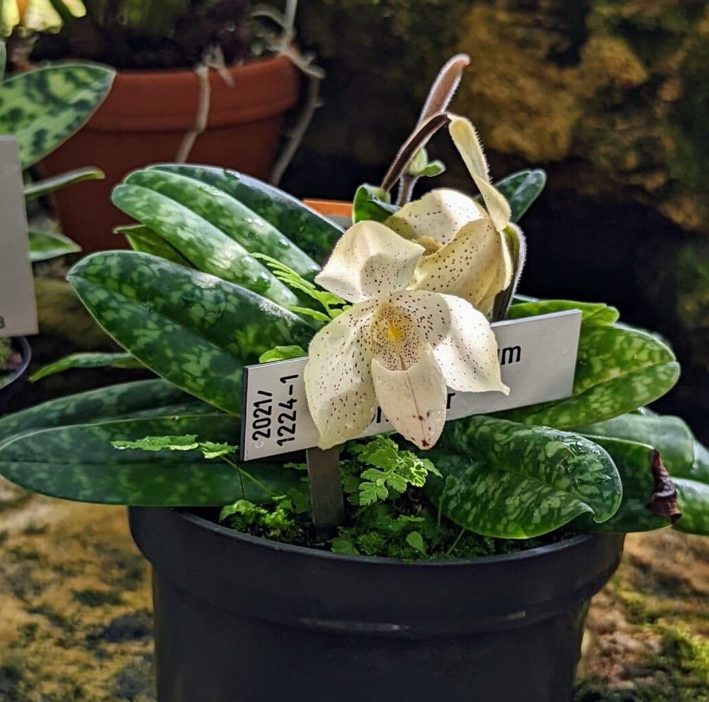 Paphiopedilum monocolore 6