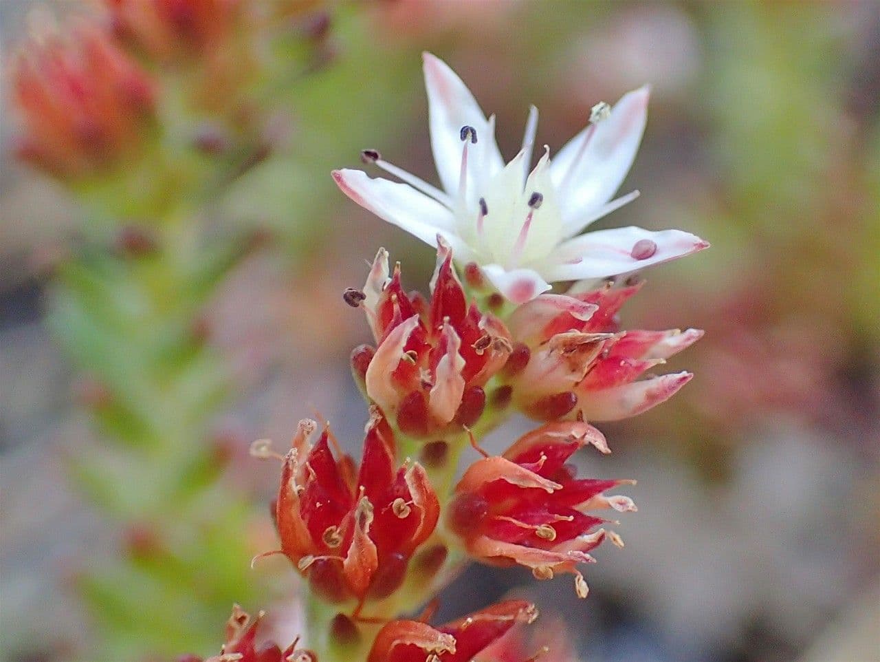 Sedum 6
