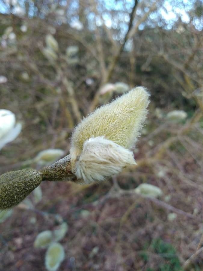 Magnolia stellata 26