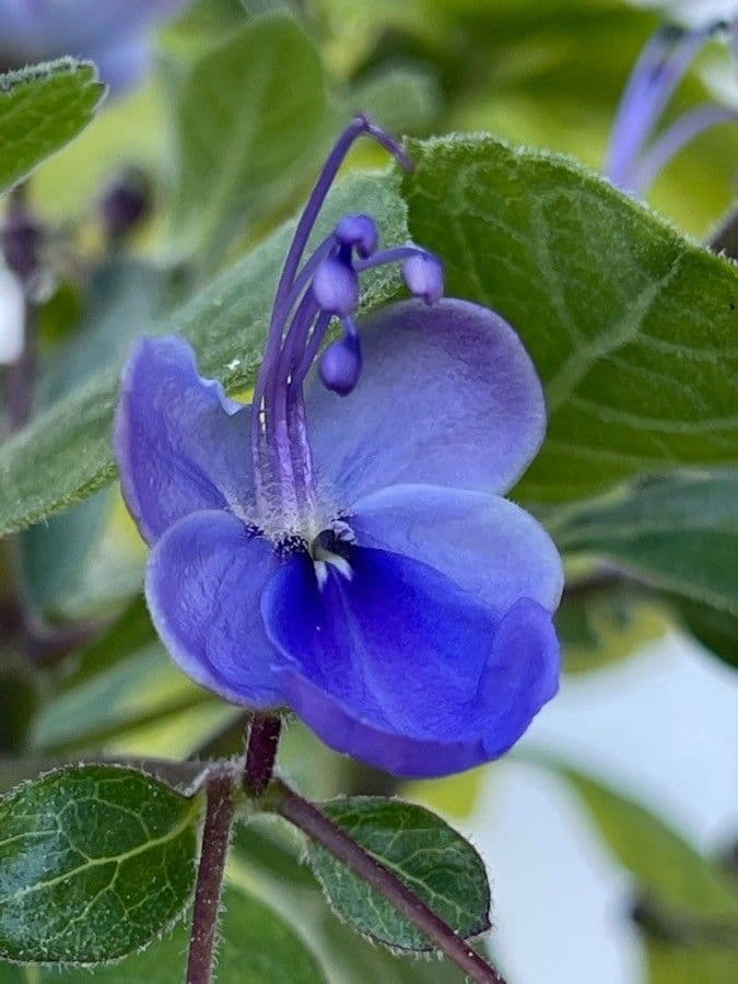 Lantana 8