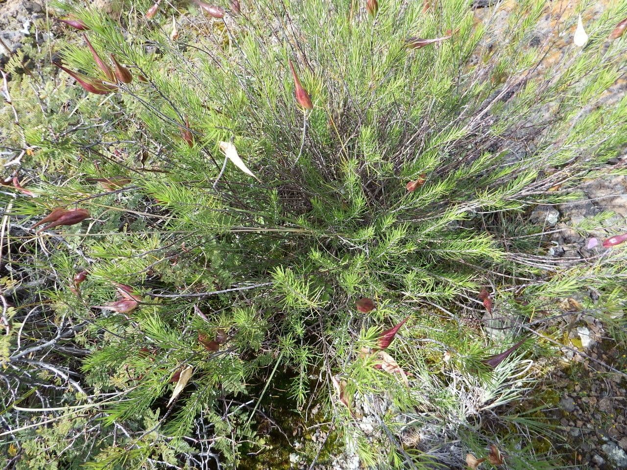 Asclepias linaria 14