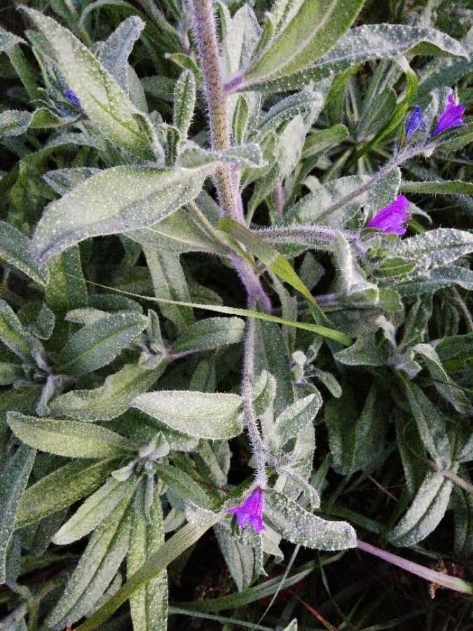 Lingua di bue officinale 16